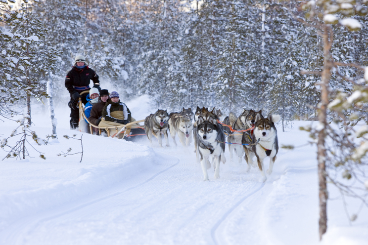 Husky tour rovaniemi 1