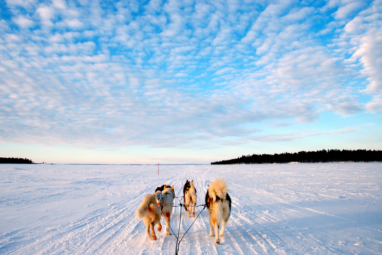 Husky safari